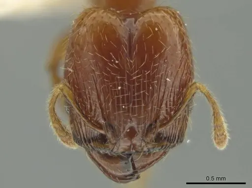 Pheidole eriophora specimen JTLC000016370 image jtlc000016370_2