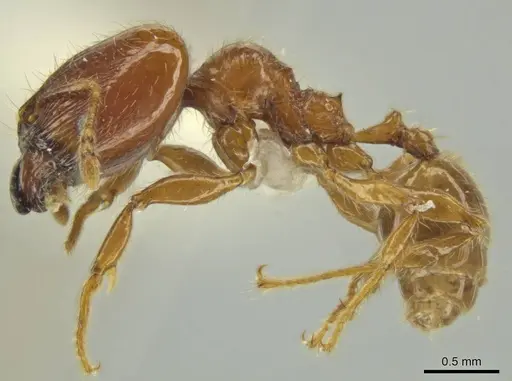 Pheidole eriophora specimen JTLC000016370 image jtlc000016370_3
