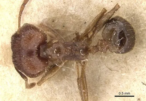 Pheidole ernsti specimen CASENT0907873 image casent0907873_1