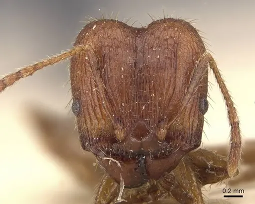 Pheidole ernsti specimen CASENT0907873 image casent0907873_2
