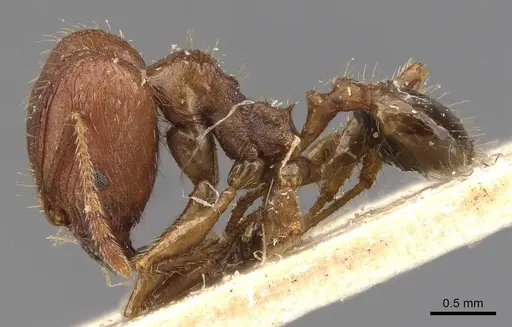 Pheidole ernsti specimen CASENT0907873 image casent0907873_3