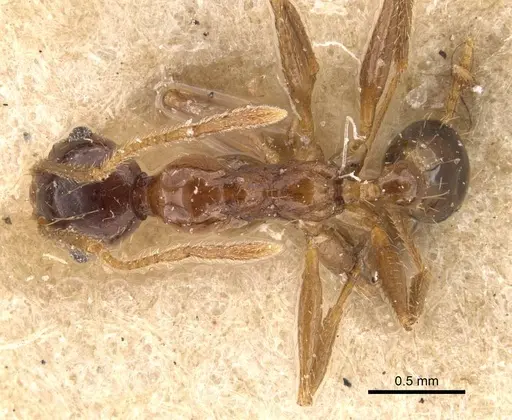 Pheidole ernsti specimen CASENT0907874 image casent0907874_1
