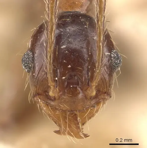 Pheidole ernsti specimen CASENT0907874 image casent0907874_2
