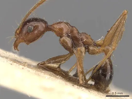 Pheidole ernsti specimen CASENT0907874 image casent0907874_3