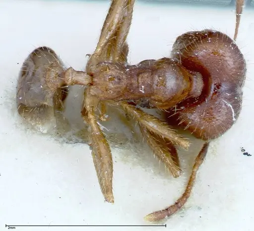 Pheidole ernsti specimen FOCOL0216 image focol0216_1