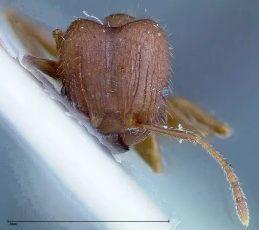 Pheidole ernsti specimen FOCOL0216 image focol0216_2