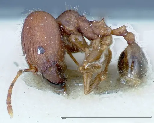 Pheidole ernsti specimen FOCOL0216 image focol0216_3