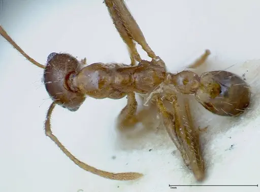 Pheidole ernsti specimen FOCOL0217 image focol0217_1