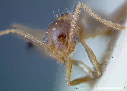 Pheidole ernsti specimen FOCOL0217 image focol0217_2