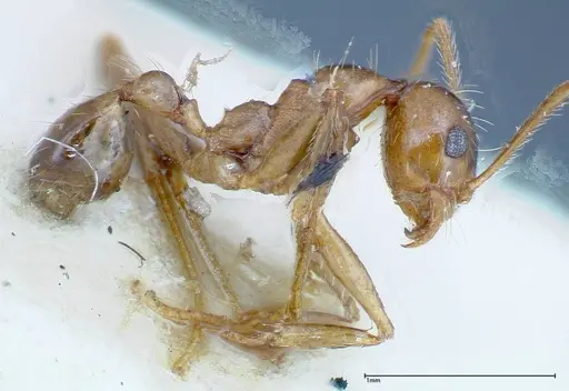 Pheidole ernsti specimen FOCOL0217 image focol0217_3