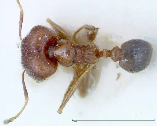 Pheidole ernsti specimen FOCOL0218 image focol0218_1