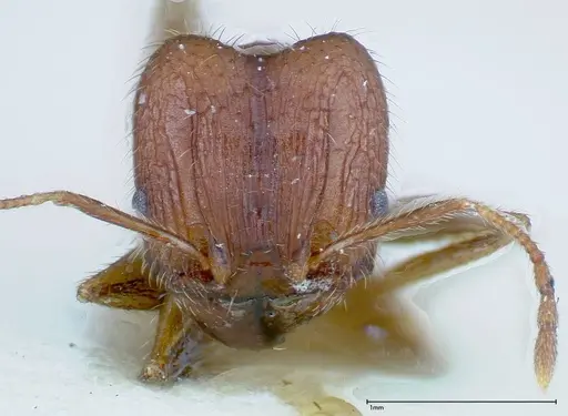 Pheidole ernsti specimen FOCOL0218 image focol0218_2