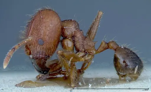 Pheidole ernsti specimen FOCOL0218 image focol0218_3