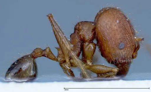 Pheidole ernsti specimen FOCOL0218 image focol0218_4