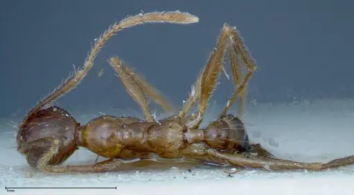 Pheidole ernsti specimen FOCOL0219 image focol0219_1