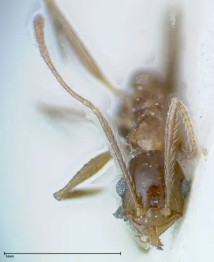 Pheidole ernsti specimen FOCOL0219 image focol0219_2