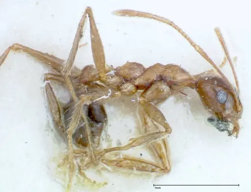 Pheidole ernsti specimen FOCOL0219 image focol0219_3