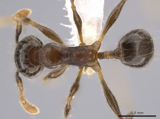 Pheidole erratilis specimen CASENT0619510 image casent0619510_1