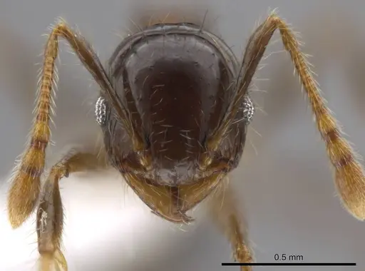 Pheidole erratilis specimen CASENT0619510 image casent0619510_2