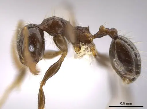 Pheidole erratilis specimen CASENT0619510 image casent0619510_3