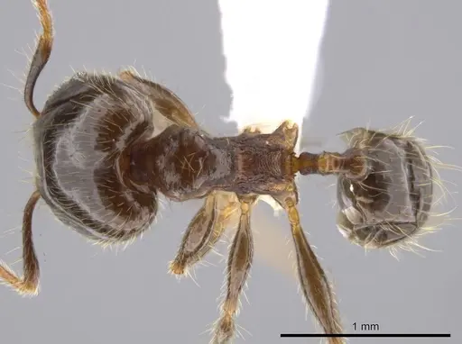 Pheidole erratilis specimen CASENT0619754 image casent0619754_1