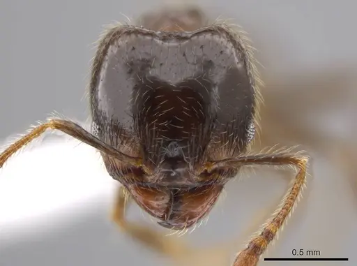 Pheidole erratilis specimen CASENT0619754 image casent0619754_2