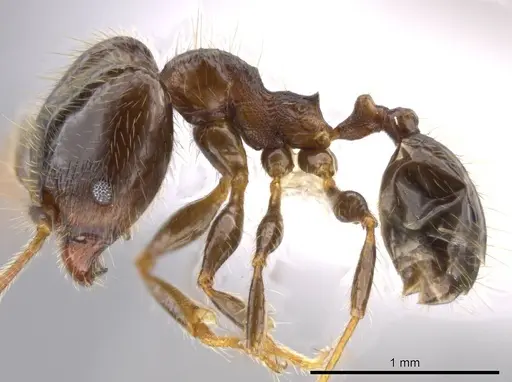 Pheidole erratilis specimen CASENT0619754 image casent0619754_3