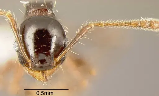Pheidole erratilis specimen CASENT0635462 image casent0635462_1