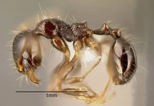 Pheidole erratilis specimen CASENT0635462 image casent0635462_2