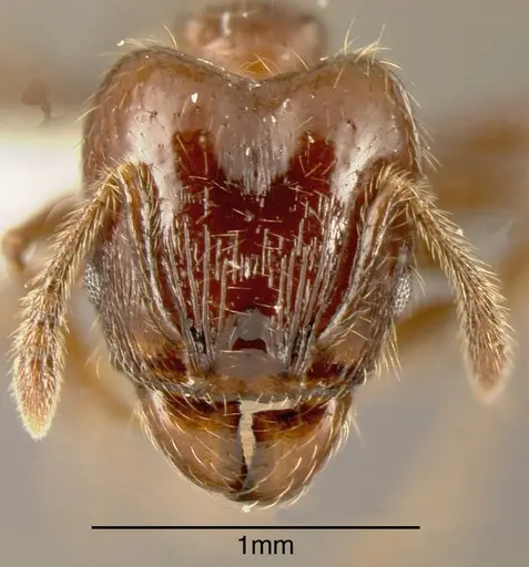 Pheidole erratilis specimen INBIOCRI001282704 image inbiocri001282704_1