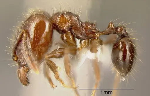 Pheidole erratilis specimen INBIOCRI001282704 image inbiocri001282704_2
