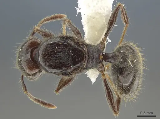 Pheidole erratilis specimen INBIOCRI002281972 image inbiocri002281972_1