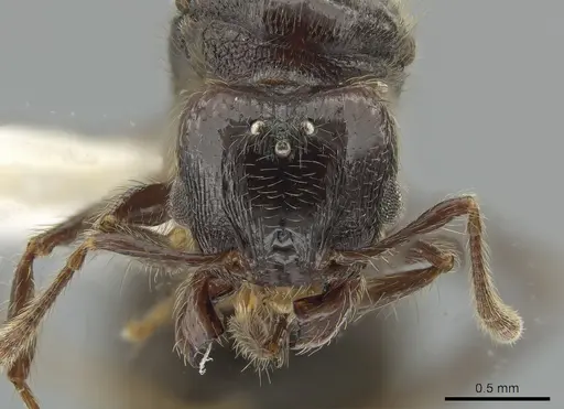 Pheidole erratilis specimen INBIOCRI002281972 image inbiocri002281972_2