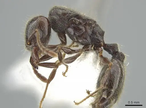 Pheidole erratilis specimen INBIOCRI002281972 image inbiocri002281972_3