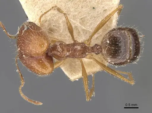 Pheidole escherichii specimen CASENT0907821 image casent0907821_1