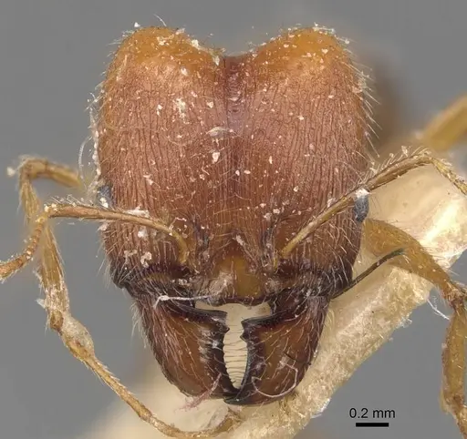 Pheidole escherichii specimen CASENT0907821 image casent0907821_2