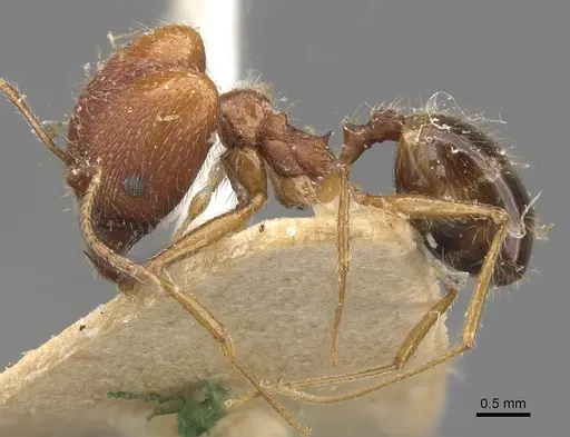 Pheidole escherichii specimen CASENT0907821 image casent0907821_3