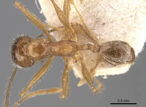 Pheidole escherichii specimen CASENT0907822 image casent0907822_1