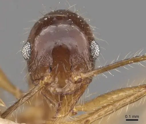 Pheidole escherichii specimen CASENT0907822 image casent0907822_2
