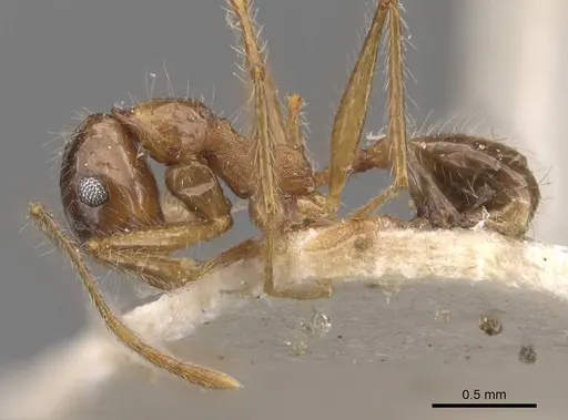 Pheidole escherichii specimen CASENT0907822 image casent0907822_3