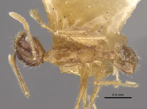 Pheidole escherichii specimen CASENT0917766 image casent0917766_1