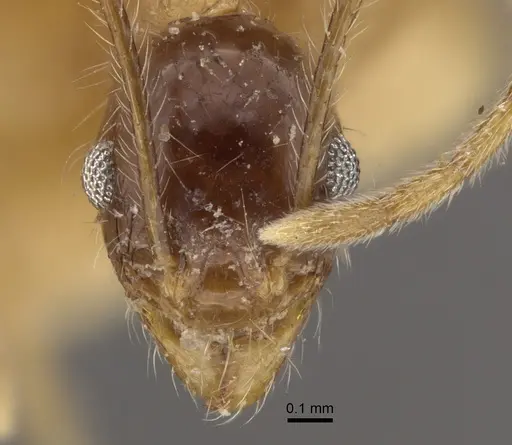 Pheidole escherichii specimen CASENT0917766 image casent0917766_2
