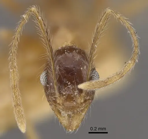 Pheidole escherichii specimen CASENT0917766 image casent0917766_3