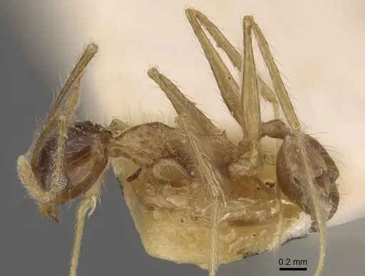 Pheidole escherichii specimen CASENT0917766 image casent0917766_4