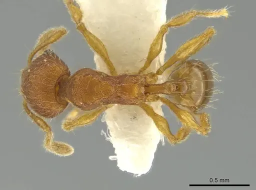 Pheidole euryscopa specimen CASENT0644198 image casent0644198_1