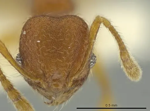 Pheidole euryscopa specimen CASENT0644198 image casent0644198_2