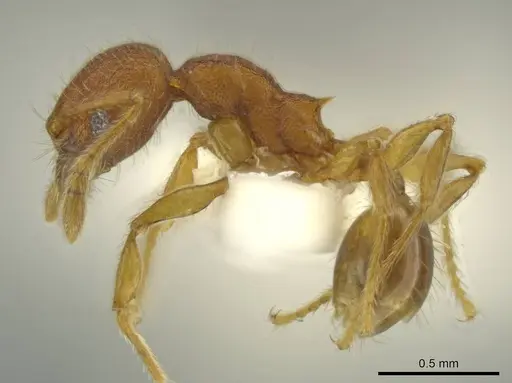 Pheidole euryscopa specimen CASENT0644198 image casent0644198_3
