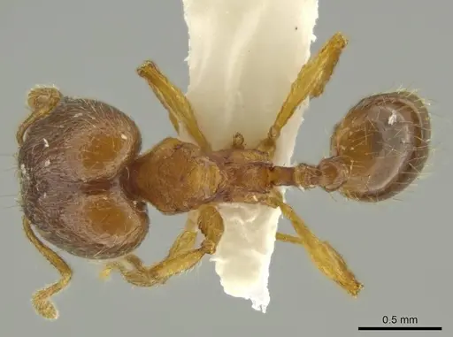 Pheidole euryscopa specimen JTLC000016371 image jtlc000016371_1