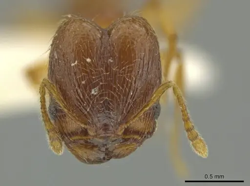 Pheidole euryscopa specimen JTLC000016371 image jtlc000016371_2