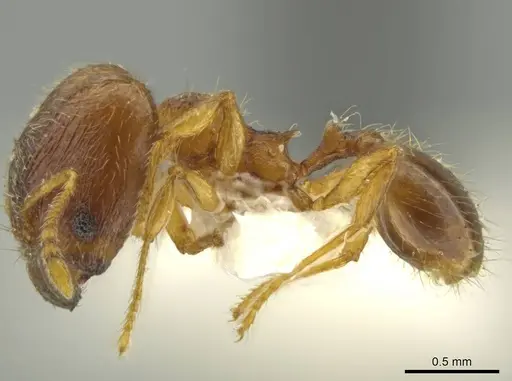Pheidole euryscopa specimen JTLC000016371 image jtlc000016371_3